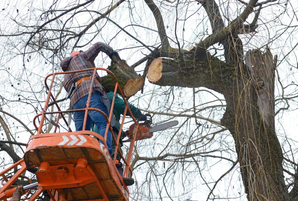Storm Damage and City Tree