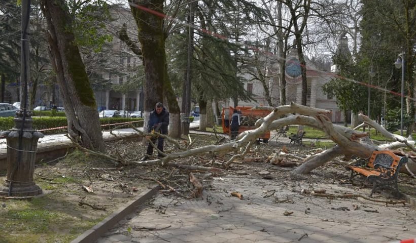Storm Damage and City Tree