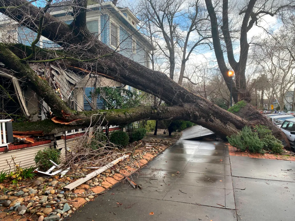 Storm Damage and City Tree