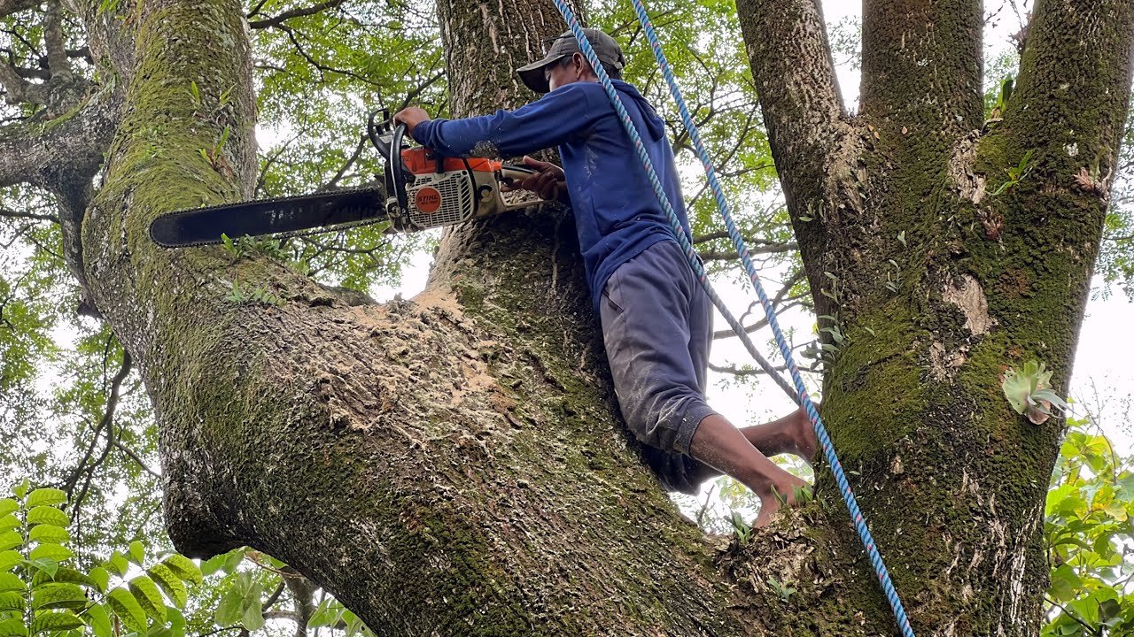 Skilled Professionals in Tree Care