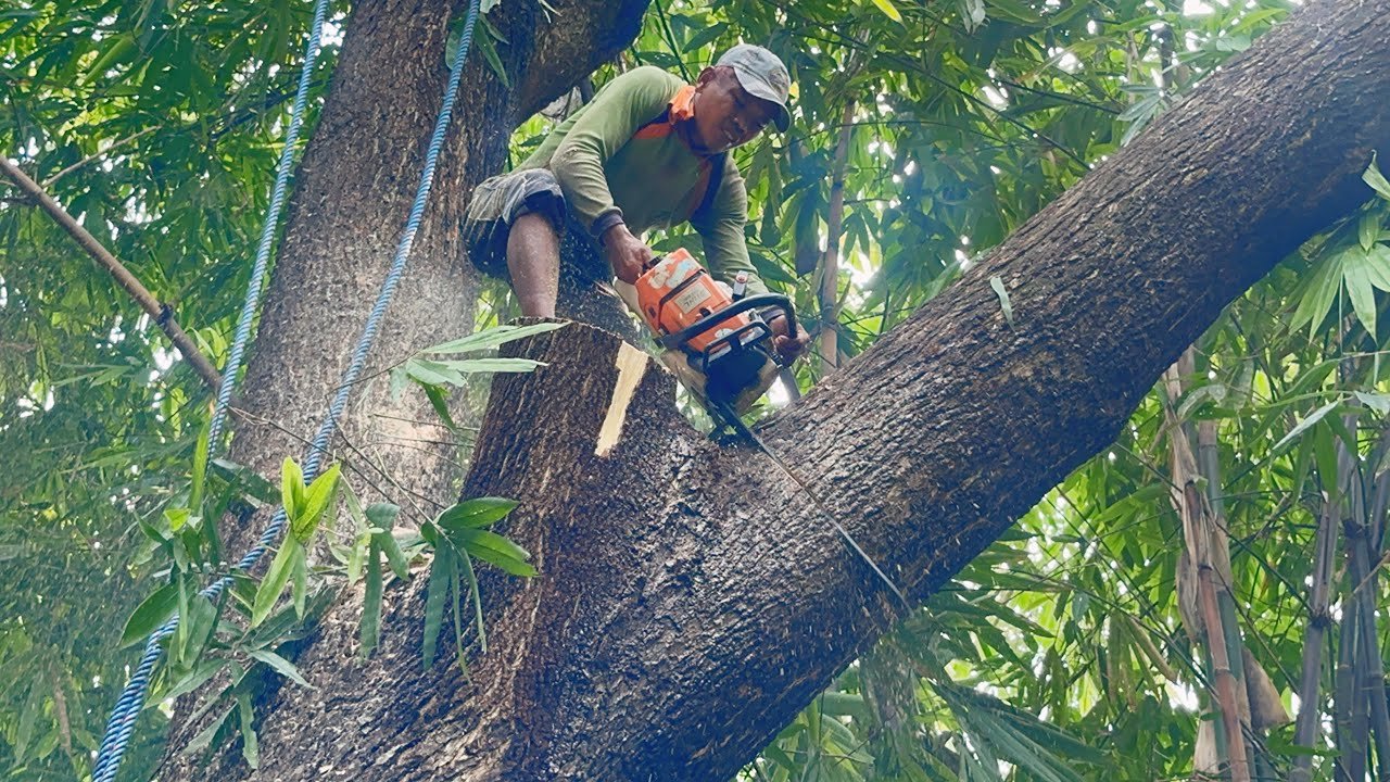Skilled Professionals in Tree Care