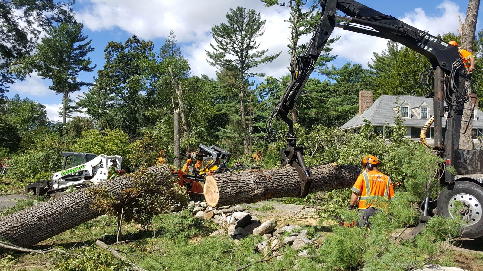 Tree Removal Service