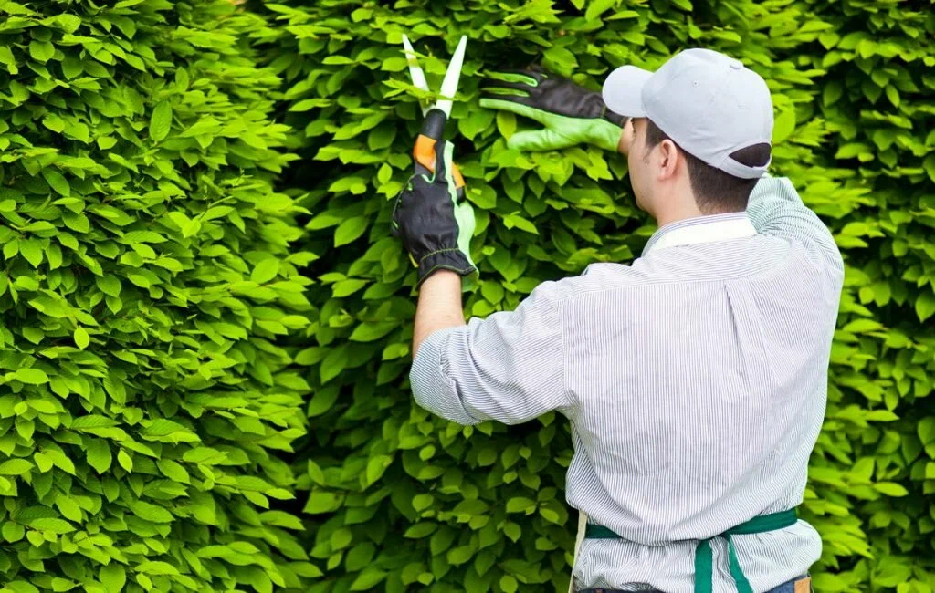 Tree Pruning