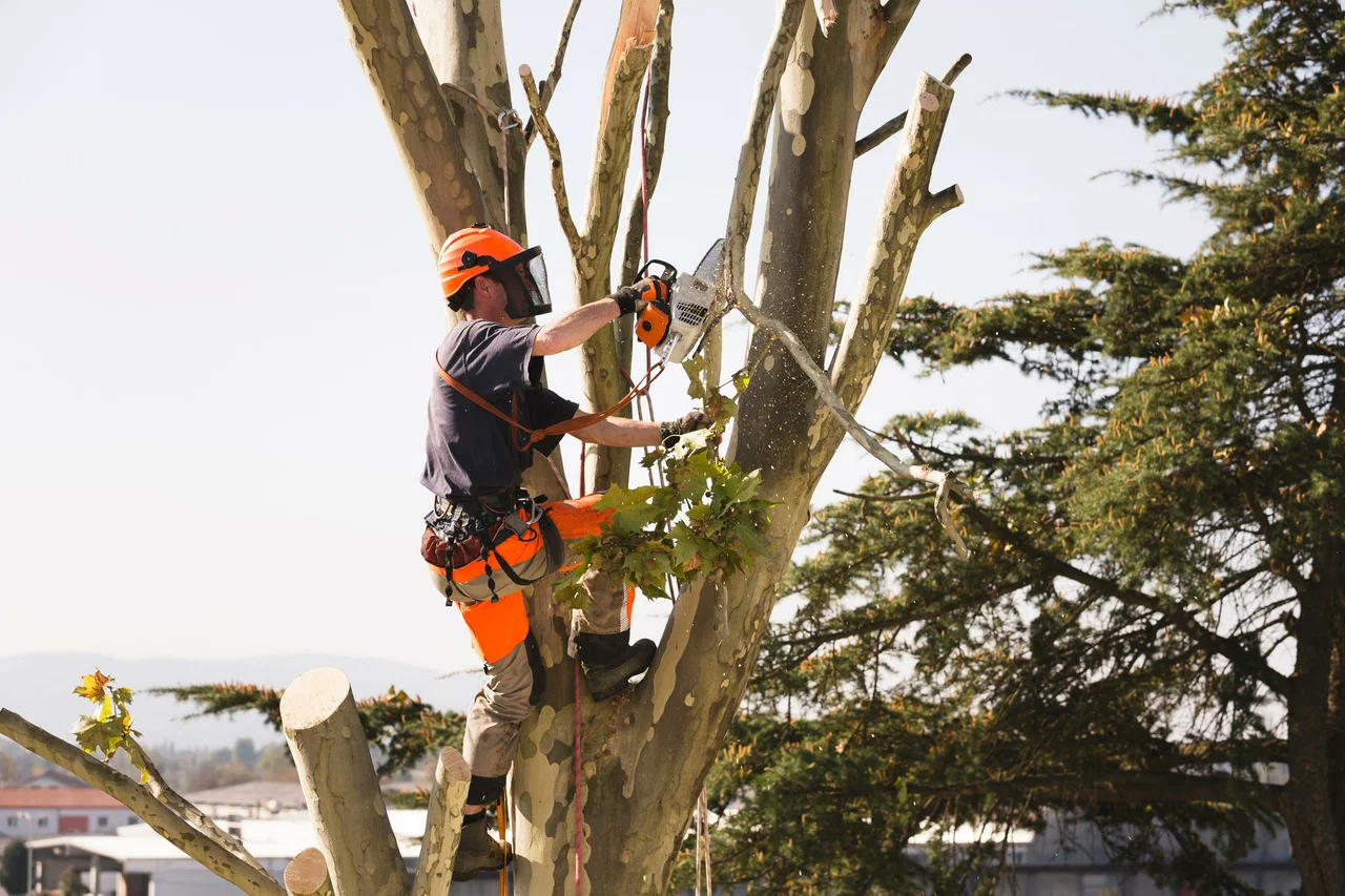 Tree Trimming Service