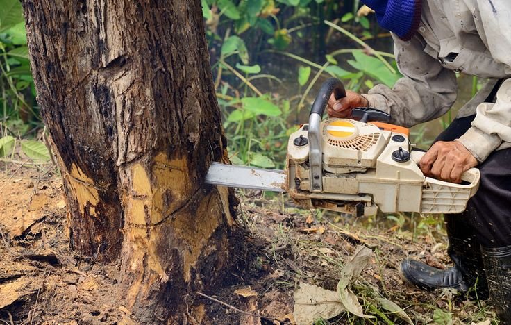 Tree Removal Service