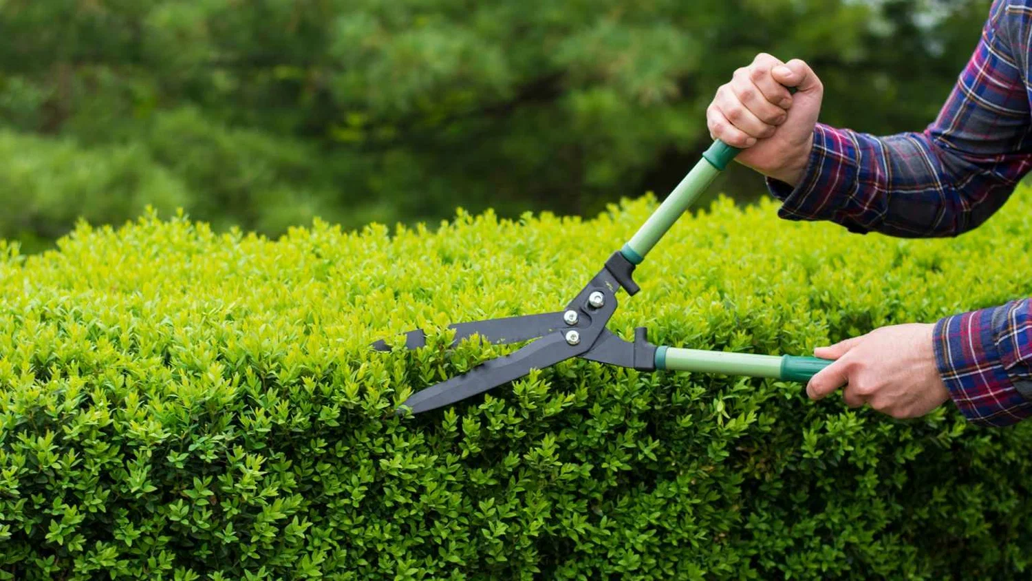 Preventive Tree Care