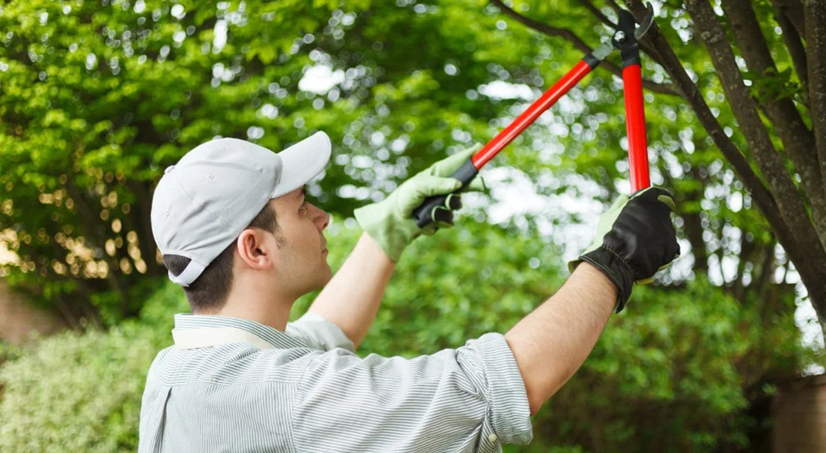 Tree Pruning