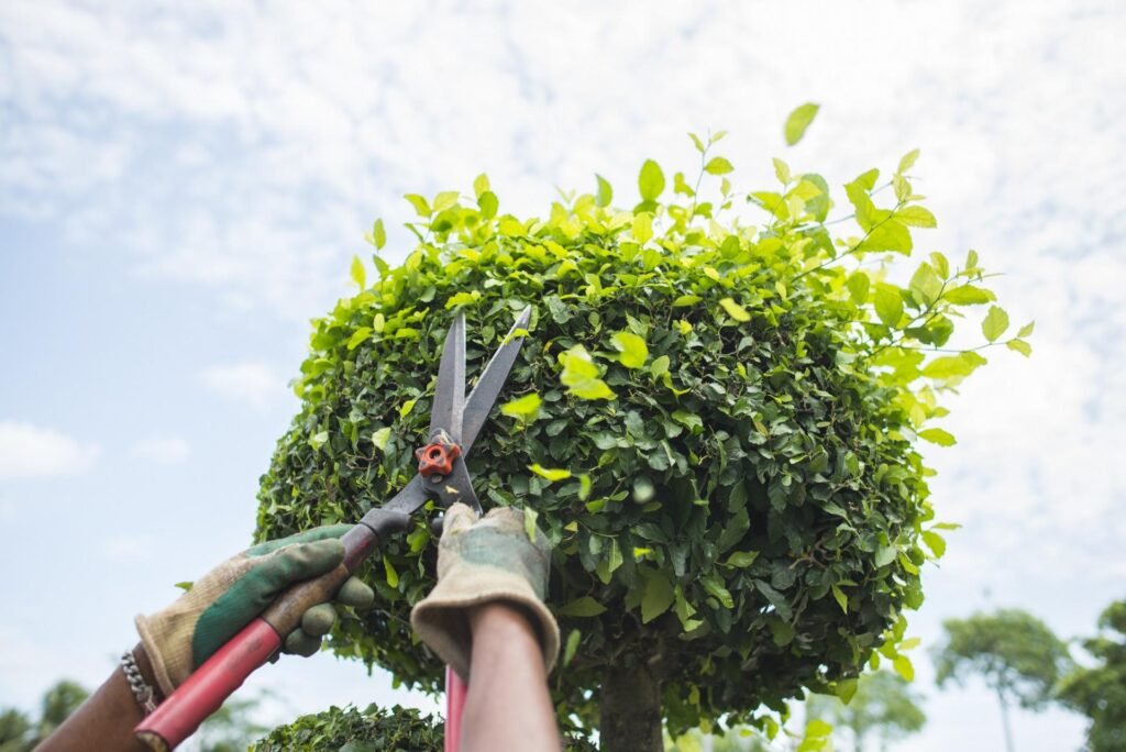 tree topping