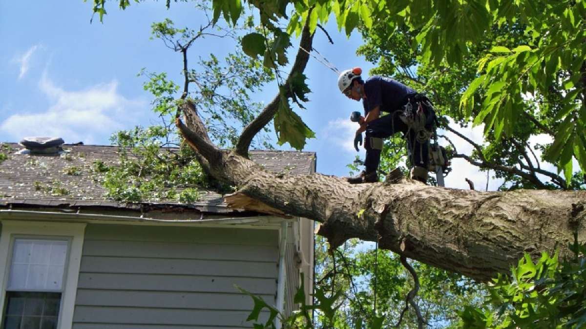 Tree Removal Service